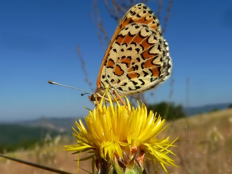 ibrido Melitaea trivia X Melitaea didyma???????